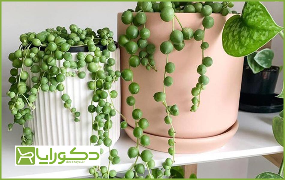 گیاه برای دکوراسیون رستوران