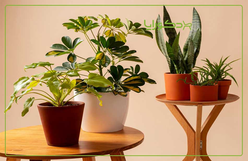 بهترین گیاهان برای مبلمان باغی
